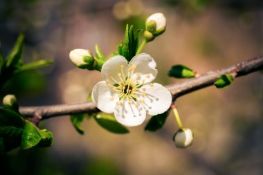 Sakura çiçekler