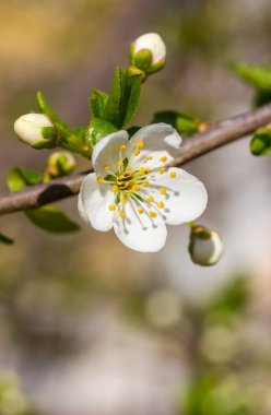 Sakura çiçekler