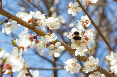 Bumble bee in blossoming cherry tree clipart