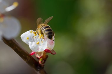 Arı çiçek açması içinde kiraz ağacı