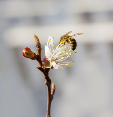 Arı çiçek açması içinde kiraz ağacı