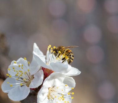 Arı çiçek açması içinde kiraz ağacı