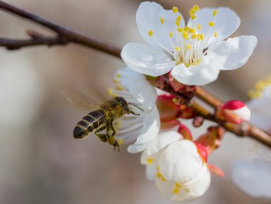 Arı çiçek açması içinde kiraz ağacı