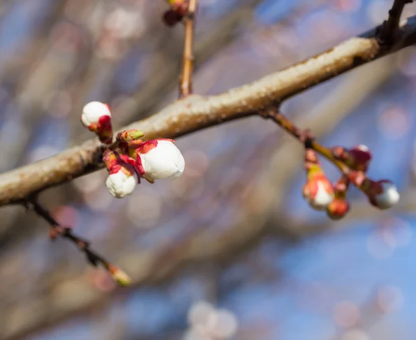 stock image Sakura flowers