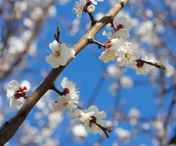 Stock image Sakura flowers