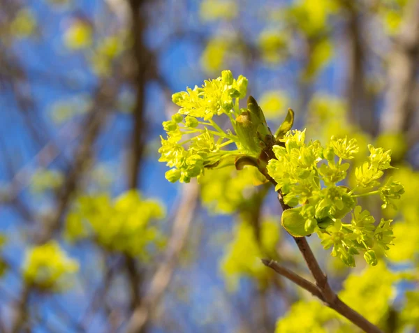 stock image Fresh tree leaves