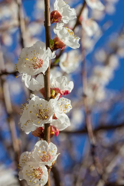 Sakura çiçekler