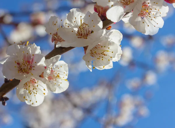 stock image Sakura flowers