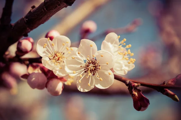 stock image Sakura flowers