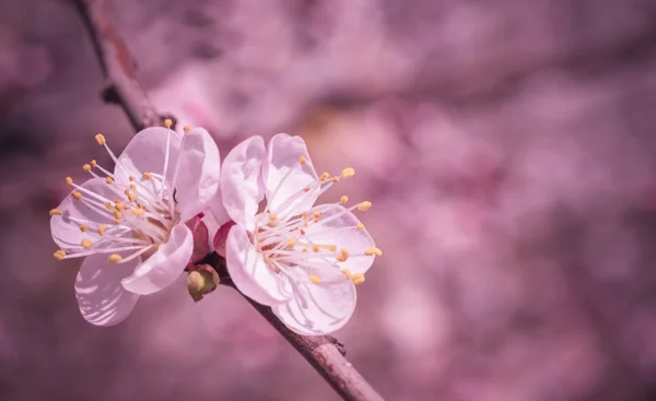 stock image Sakura flowers