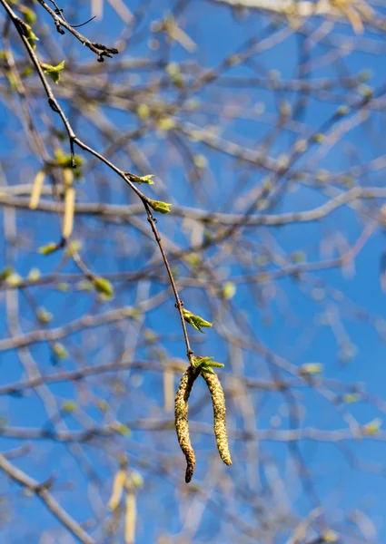 Fresh tree leaves — Stock Photo, Image