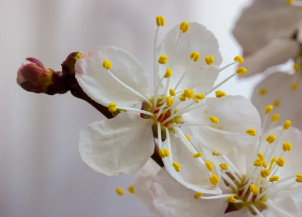 Sakura kwiaty — Zdjęcie stockowe