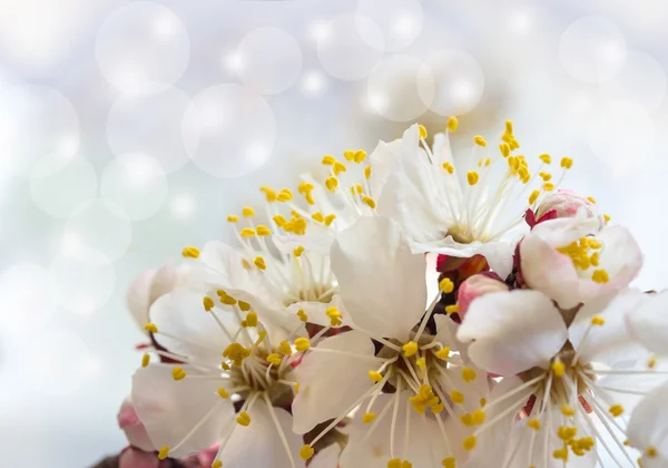 Sakura çiçekler — Stok fotoğraf