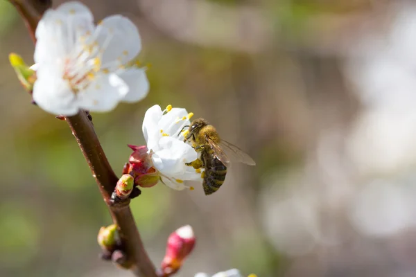 stock image Bee in blossoming cherry tree