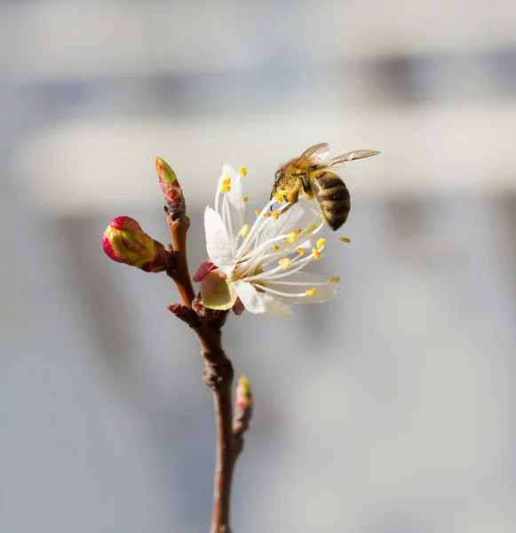 Abelha em árvore de cereja florescente — Fotografia de Stock
