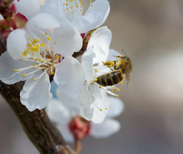 Abeja en flor cerezo — Foto de Stock