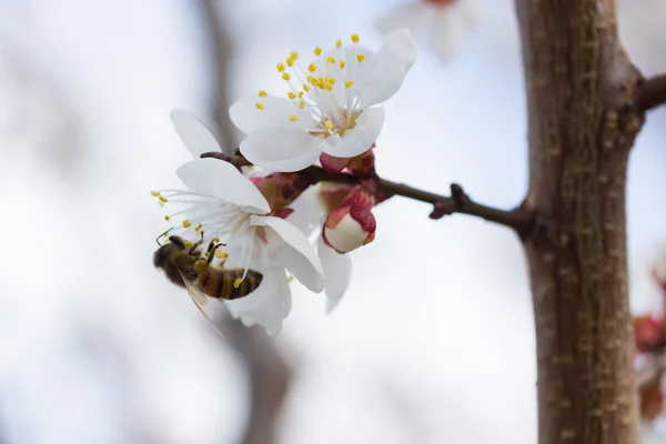 Bee in blossoming cherry tree — Stock Photo, Image