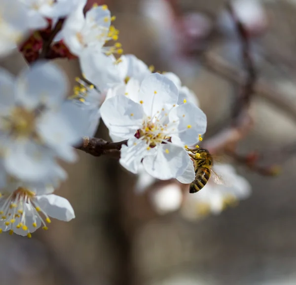 Bee in blossoming cherry tree — Stock Photo, Image