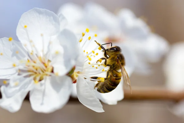 Abeja en flor cerezo — Foto de Stock