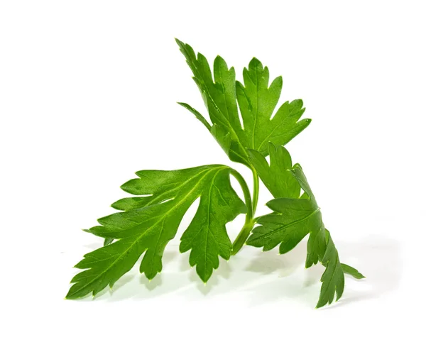 Fresh curly leaf parsley — Stock Photo © Ghenadie #10184644