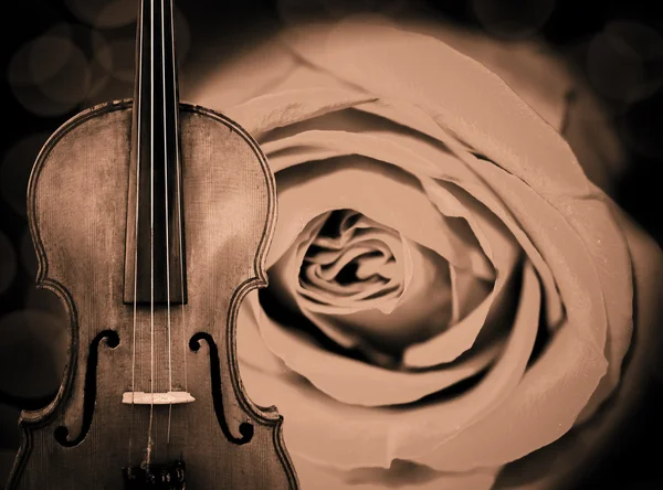 바이올린 배경 — 스톡 사진