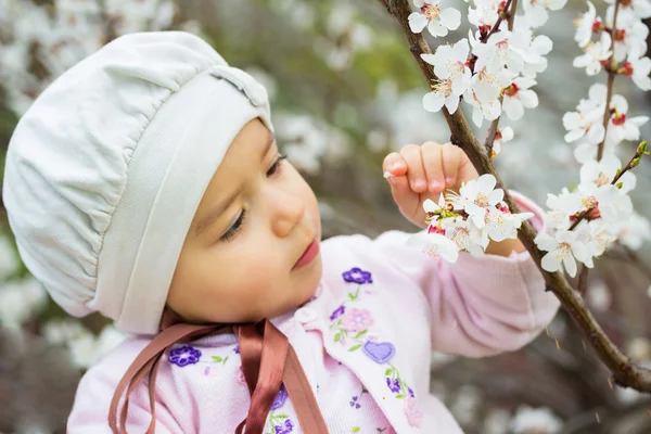 stock image Little girl in the cherry blossoming tree