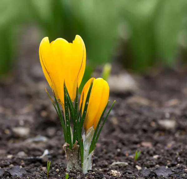 stock image Spring yellow flower