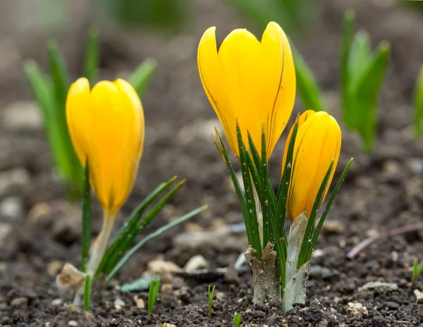 Primavera flor amarela — Fotografia de Stock