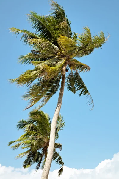stock image Two coconut trees