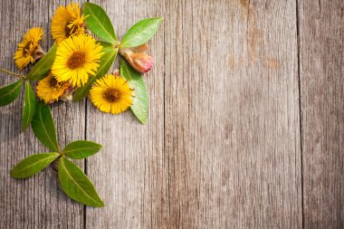 Yellow flowers on wooden background clipart