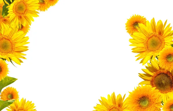 Sunflowers isolated on white — Stock Photo, Image