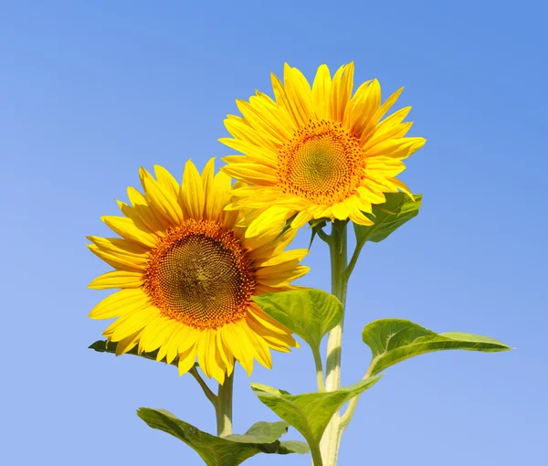 Sunflowers on background sky — Stock Photo, Image