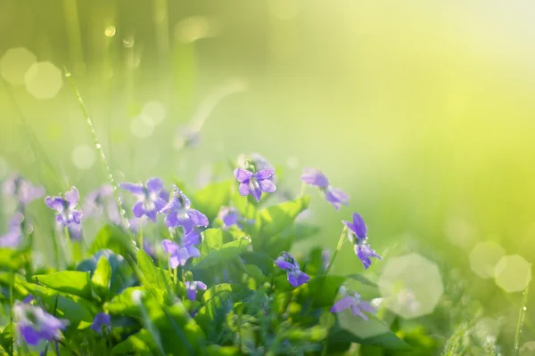 緑の背景の花 — ストック写真
