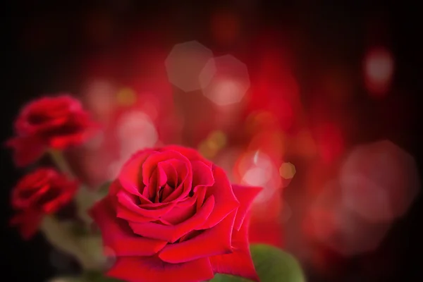 Rose en fond sombre — Photo