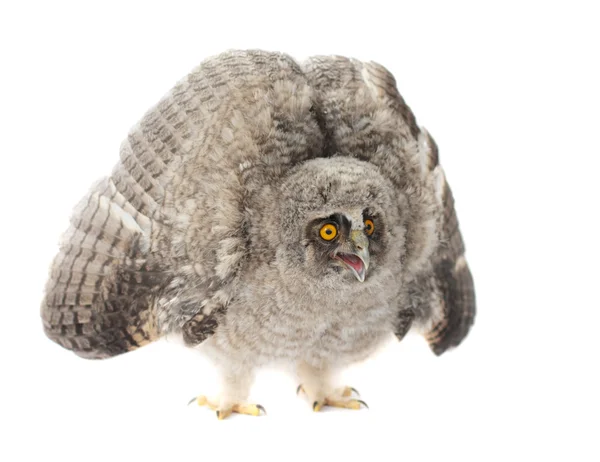 stock image Baby Little Owl