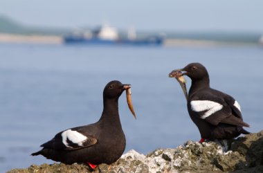 Güvercin guillemots küçük balıklar ile çifti