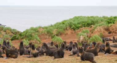 Rookery of young the Sea Bears clipart