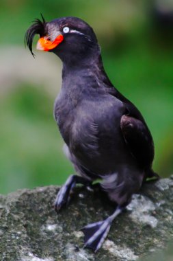 The Crested Auklet: breeding plumage clipart