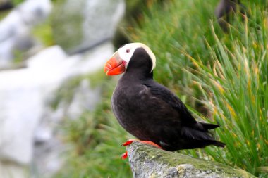 Püsküllü puffins