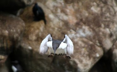 de guillemot zit in verticale positie