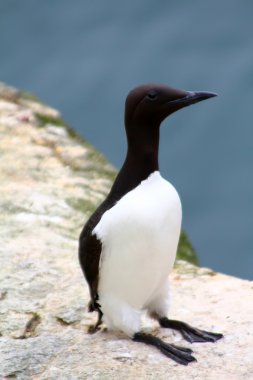 Guillemot dikey pozisyonda oturuyor.