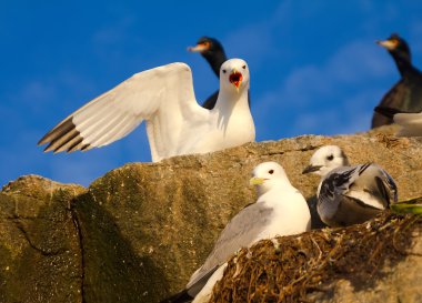 Family of gulls (kittiwakes) clipart