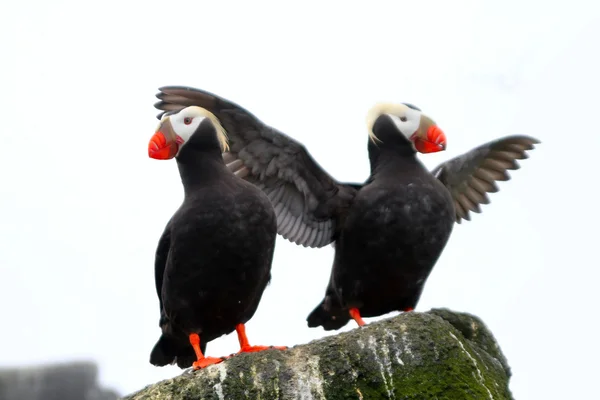 Two Tufted puffins — Stock Photo, Image