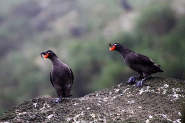 Pare of Crested Auklet: reproductive behavior — Stock Photo, Image