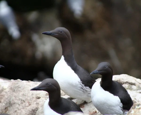 The Guillemots on eaves — Stock Photo, Image