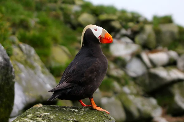 The Tufted Puffin (side view) — Stock Photo, Image