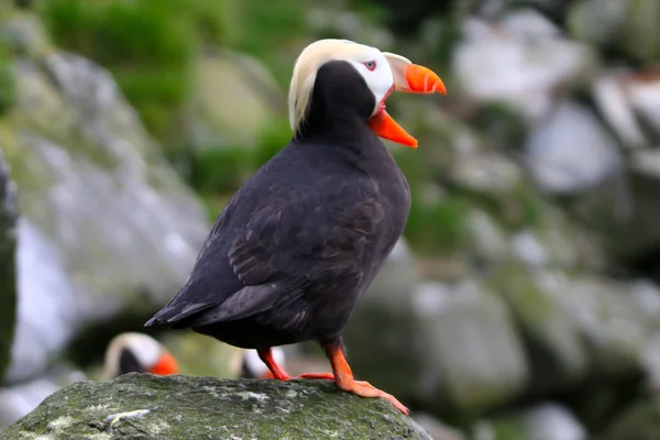 Tufted Puffin with open bill — Stock Photo, Image