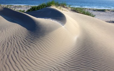 Dune on the bank of the Pacific Ocean clipart