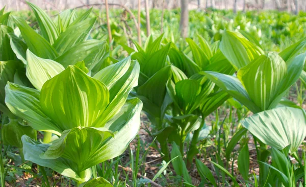 stock image Thickets of young (spring) Hellebore