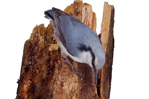 Nussknacker auf einem Baumstamm — Stockfoto